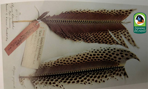 Argusianus argus bipuntatus