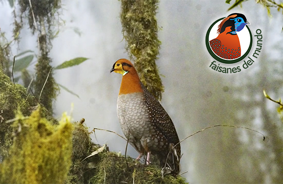 Faisán tragopan Blyth