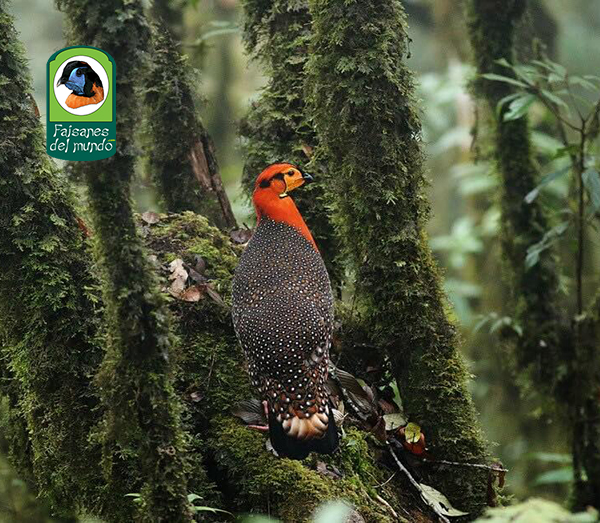 Tragopan blythii molesworthi