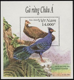 Faisán de Vietnam (Edwards)