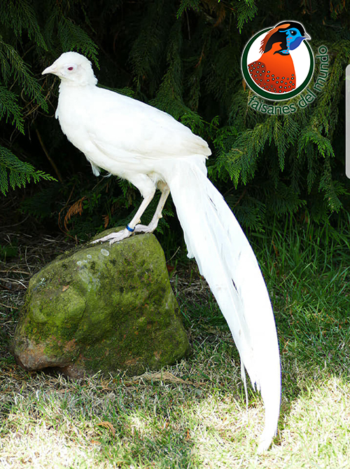 Faisán Lady albino (Chrysolophus amherstiae)