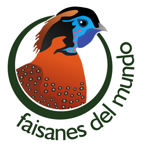 Faisanes del Mundo