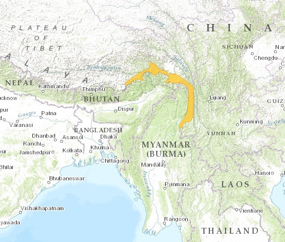 Faisán monal de Sclater